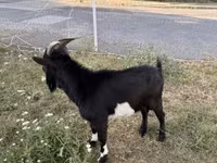 ஆண் வெள்ளாடு, Nigerian dwarf goats — புகைப்படம் 2