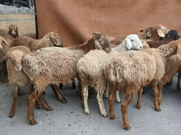 Ram, Rhon sheep