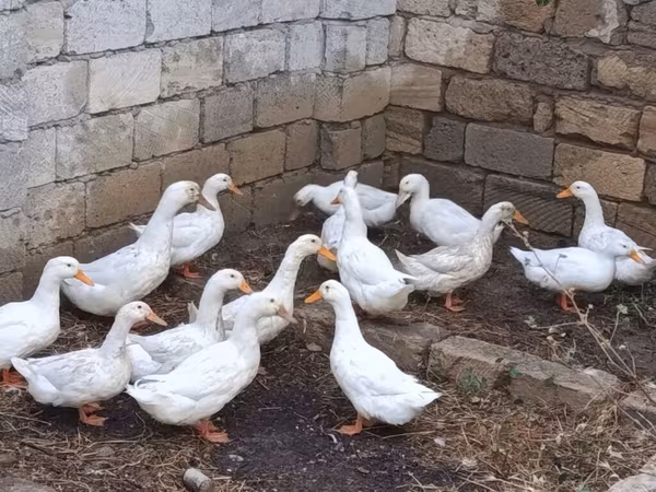 Ducks — Azerbaijan