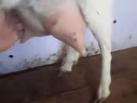 بز ماده, Saanen goat — عکس 4