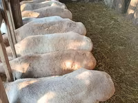 Montone, Edilbay sheep — foto 2