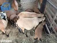 Schaap, Cameroon sheep — foto 3
