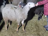 قوچ, Arashan sheep — عکس 3