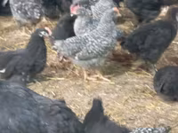 Chickens — foto 3