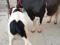 گاو ماده, Russian Black pied cattle — عکس 1