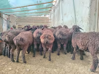 مینڈھا, بھیڑیں — تصویر 3