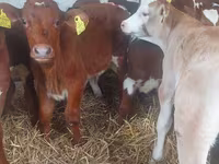 วัวตัวผู้, Simmental cattle — รูปภาพ 1