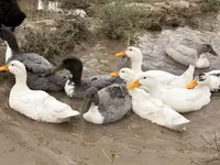 Ducks — 6. fotó