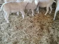 Owca, Ile-de-France sheep — zdjęcie 3
