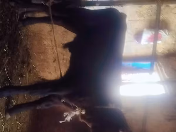 گاو و گوساله (گروه، جنسیت مشخص نشده), Swiss cattle — قرقیزستان