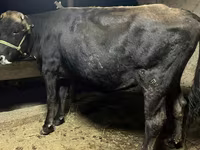 Lembu betina, Swiss cattle — foto 1
