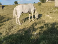 مادیان, اسب — عکس 3