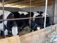 Lembu betina, Holstein breed — foto 2