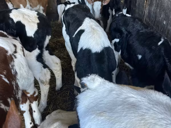 Boğa, Russian Black pied cattle
