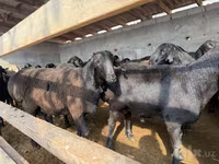 قوچ, Hissar sheep — عکس 2