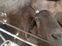 Vædder, Rhon sheep — foto 2