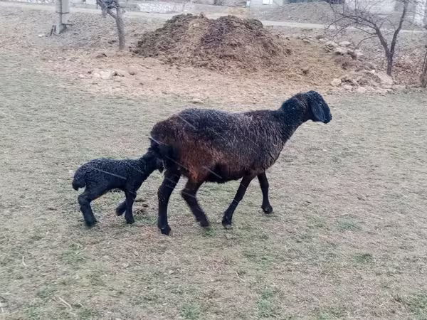 በግ, Sheep