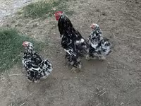 Brahma — foto 3