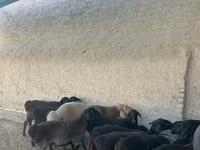 بھیڑیں (گروپ، جنس مذکور نہیں), بھیڑیں — تصویر 3