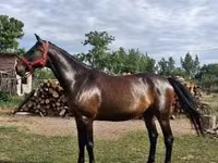 Kuda betina, Nonius horse — foto 1