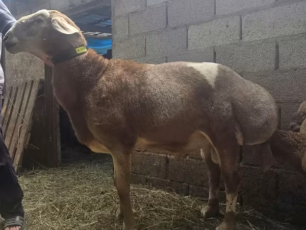 Ram, Arashan sheep — Kyrgyzstan