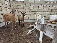 Koza, Saanen goat — foto 1
