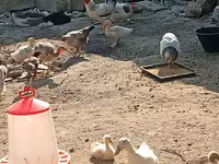 Chickens — عکس 3