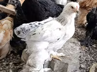 Brahma — foto 3