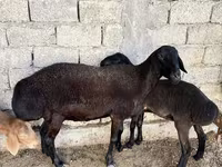 Kambing jantan, Sheep — foto 2