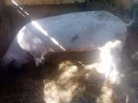 Säue, Schweine — Foto 8