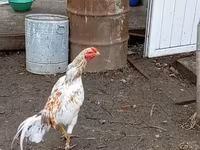 Chickens — foto 4