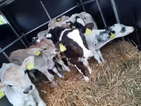 سانڈ, Simmental cattle — تصویر 2