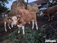 Lembu jantan, Simmental cattle — foto 5