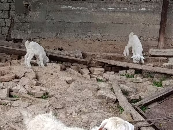 Коза, Козлы