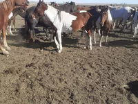 Lovak (tétel, nem megadva), Horse breed — 5. fotó