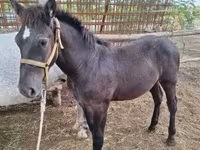 Cavallo, Cavalli — foto 5