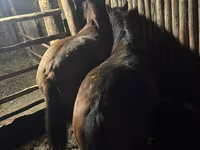 Koń, Horse breed — zdjęcie 3