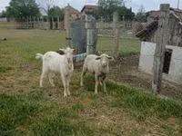 Kambing jantan, Merino sheep — foto 1