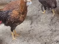 Chickens — الصورة 2