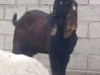 بز نر, Nubian Goat — عکس 7