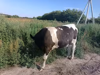 Bika, Simmental cattle — 2. fotó