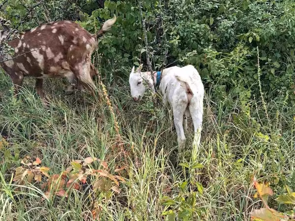 Billy Goat, Nubian Goat — Moldova