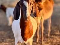 Ziege, Boer goat — Foto 5