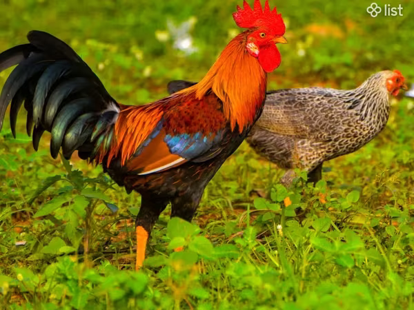 Chickens — Armenia
