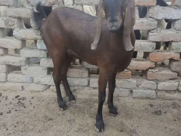 Էգ այծ, Najdi goat