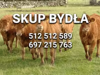 황소, Simmental cattle — 사진 1