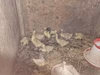 Ducks — 写真 3