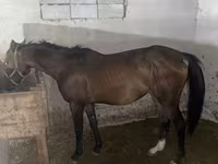 Kobila, Anglo-Arabian — fotografija 5