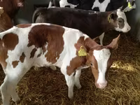 Skot (série, pohlaví neuvedeno), Simmental cattle — foto 7