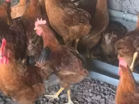 Chickens — फ़ोटो 3